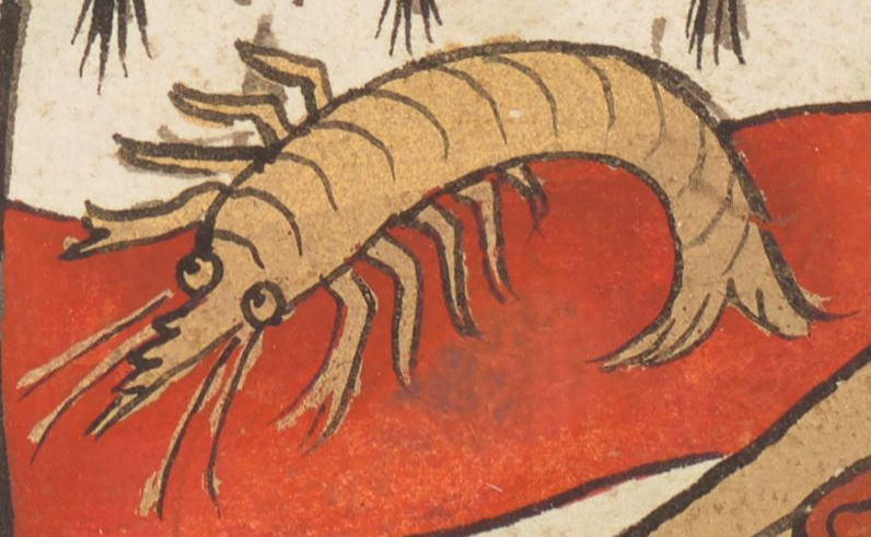 File:Shrimp - Add MS 45132 f 54r.png